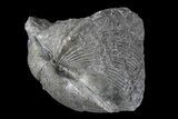 Pyrite Replaced Brachiopod (Paraspirifer) - Ohio #85558-1
